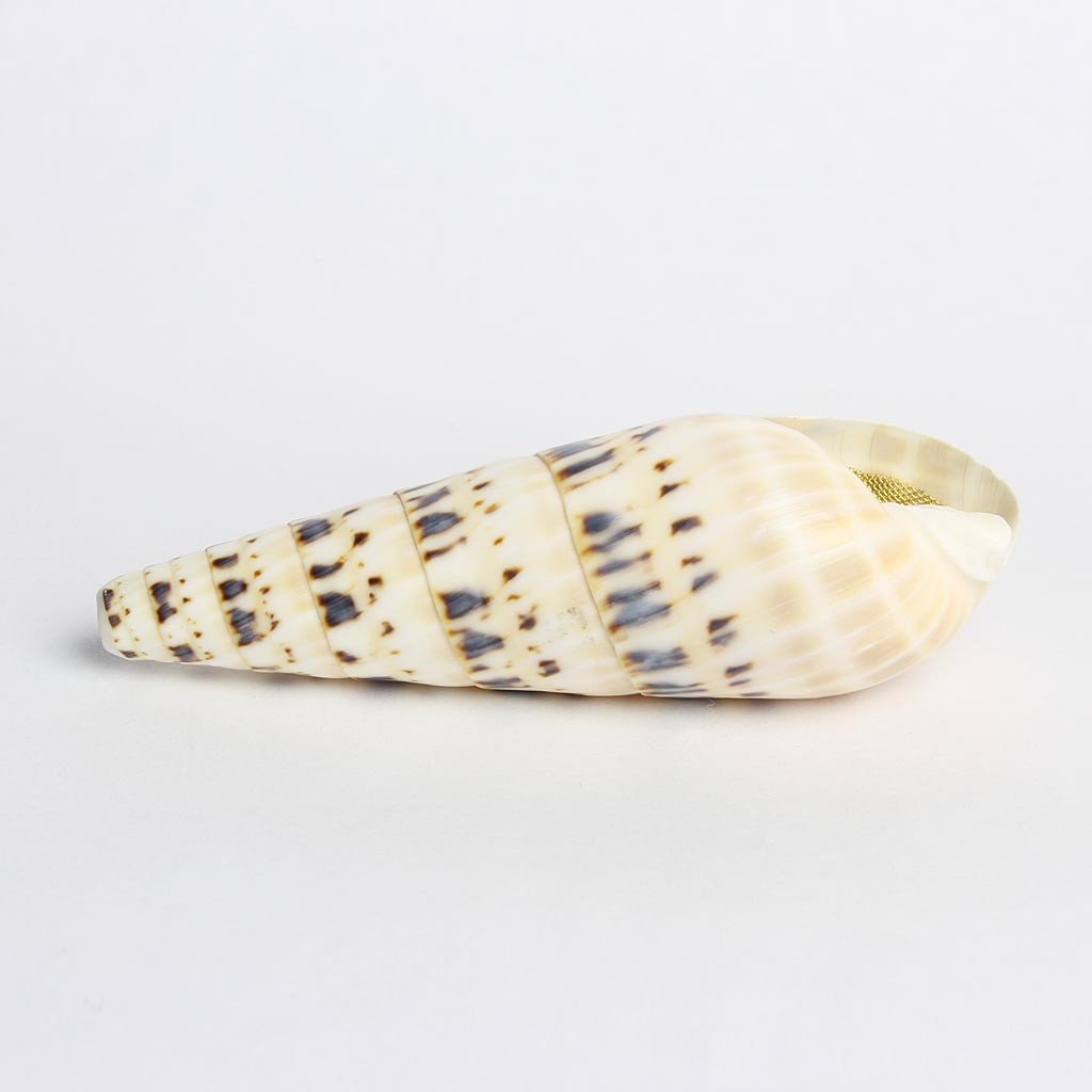 The Tiger's Eye